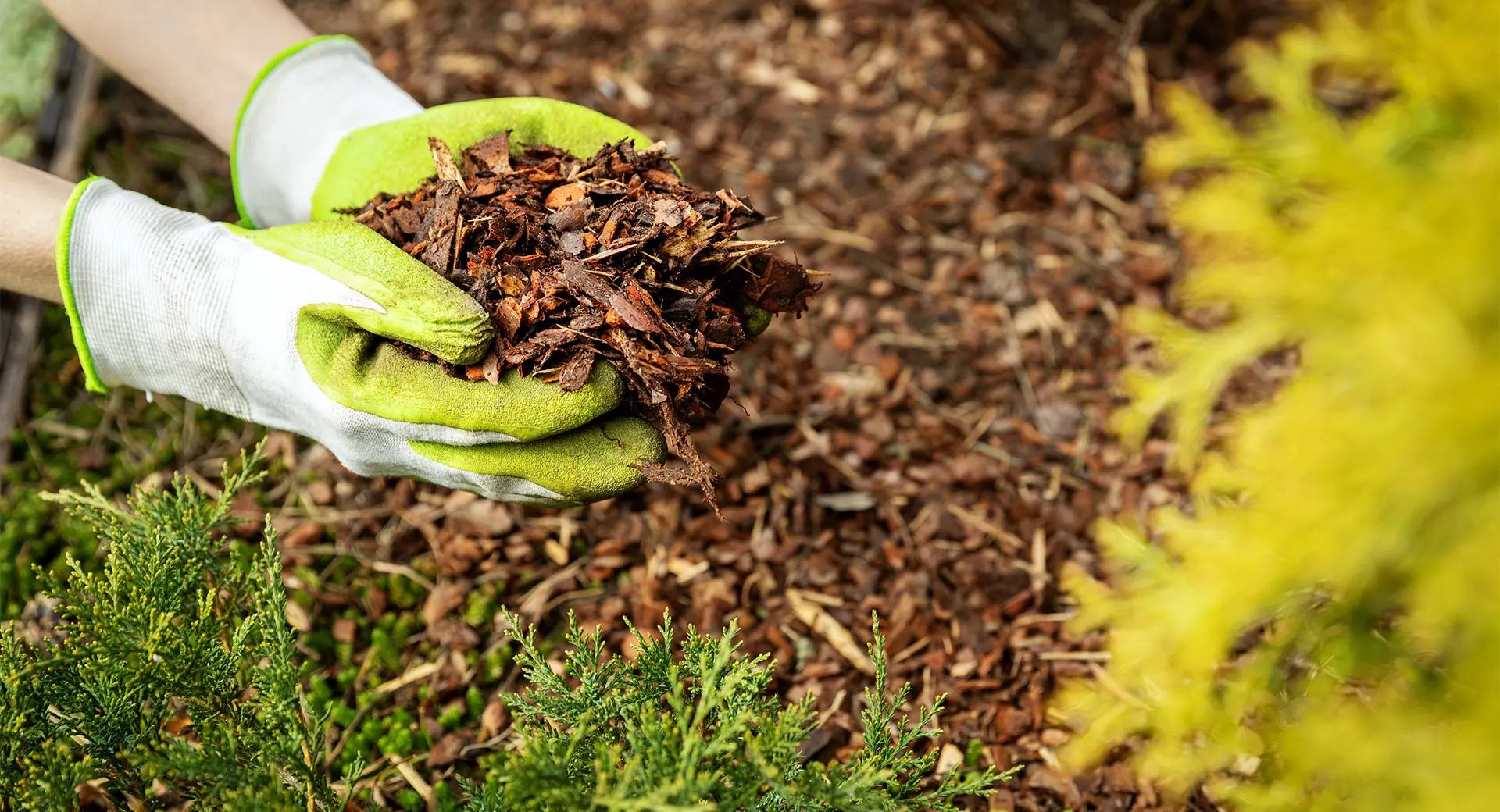 A gardener picking up leaves with gardening gloves